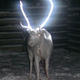 Illustration for article titled Why Herders in Finland Spray Reindeers Horns with Reflective Coating